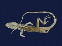 藏品(斯文豪氏攀蜥)的圖片